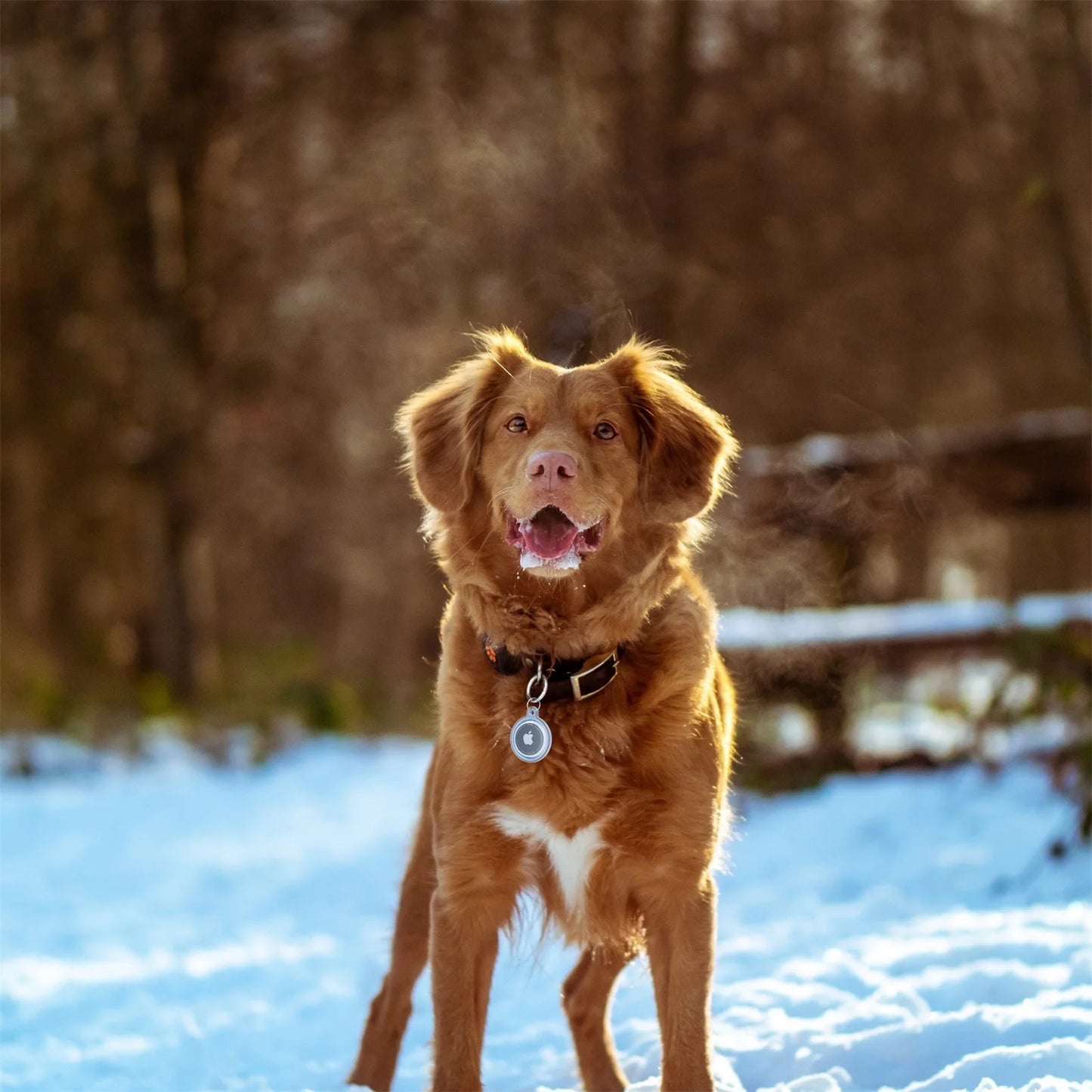 Waterproof Air Tag Case for Dogs and Cats